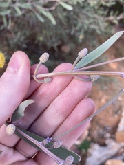 Acacia rhodophloia
