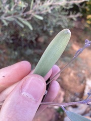 Acacia rhodophloia