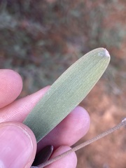 Acacia rhodophloia