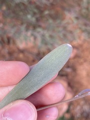 Acacia rhodophloia