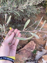 Acacia rhodophloia
