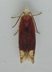 Eucosma raracana