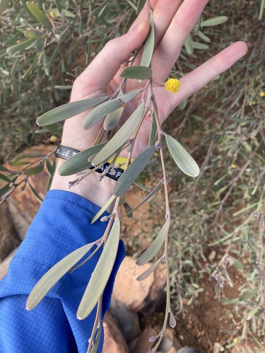 Image of Acacia rhodophloia by (c) Thomas Mesaglio, some rights reserved (CC BY)