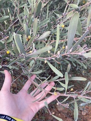Acacia rhodophloia