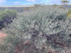 Acacia rhodophloia