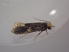 Monopis weaverella