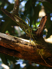 Angraecum cultriforme