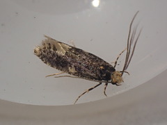 Monopis weaverella