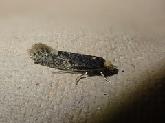 Monopis weaverella