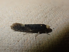 Monopis weaverella