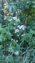 Valeriana officinalis