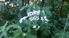 Valeriana officinalis