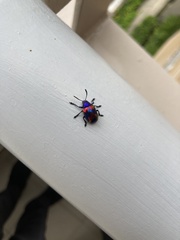 Platycorynus undatus