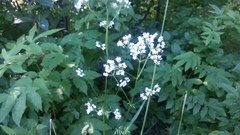 Valeriana officinalis
