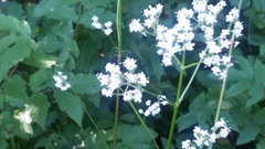 Valeriana officinalis
