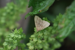 Macrochilo litophora