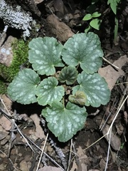 Heuchera glomerulata