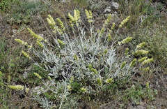 Sideritis catillaris