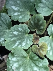Heuchera glomerulata