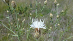 Centaurea ×psammogena