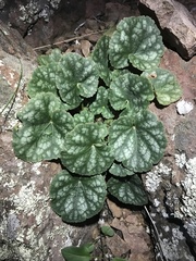 Heuchera glomerulata