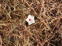 Convolvulus equitans