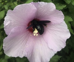 Xylocopa violacea