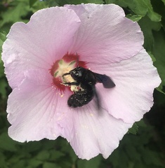 Xylocopa violacea