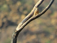 Emberizidae