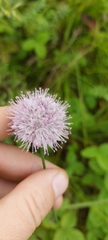 Allium chamarense