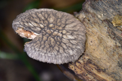 Pluteus umbrosus