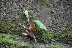 Leptochilus wrightii