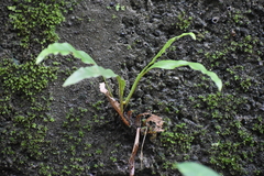 Leptochilus wrightii