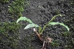 Leptochilus wrightii
