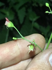 Scrophularia parviflora