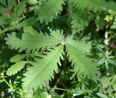 Potentilla umbrosa