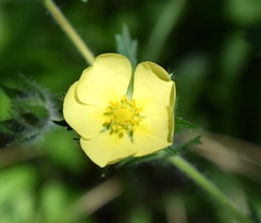 Potentilla umbrosa