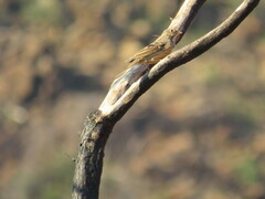 Emberizidae