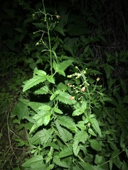 Scrophularia parviflora