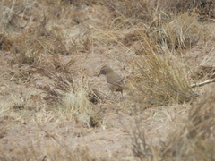 Pseudoseisura gutturalis