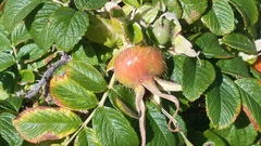 Rosa rugosa