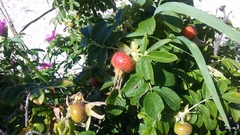 Rosa rugosa