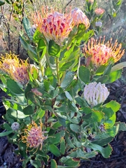 Leucospermum glabrum