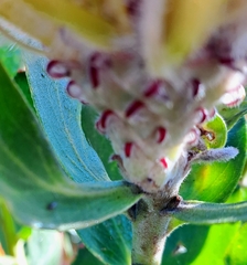 Leucospermum glabrum
