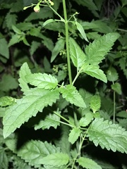 Scrophularia parviflora