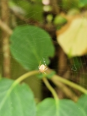 Araneus diadematus