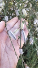 Cytisus striatus image