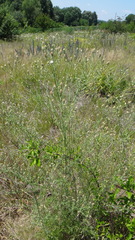 Centaurea ×psammogena