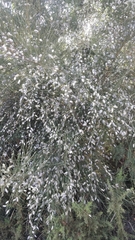 Cytisus striatus image