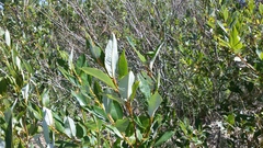 Salix